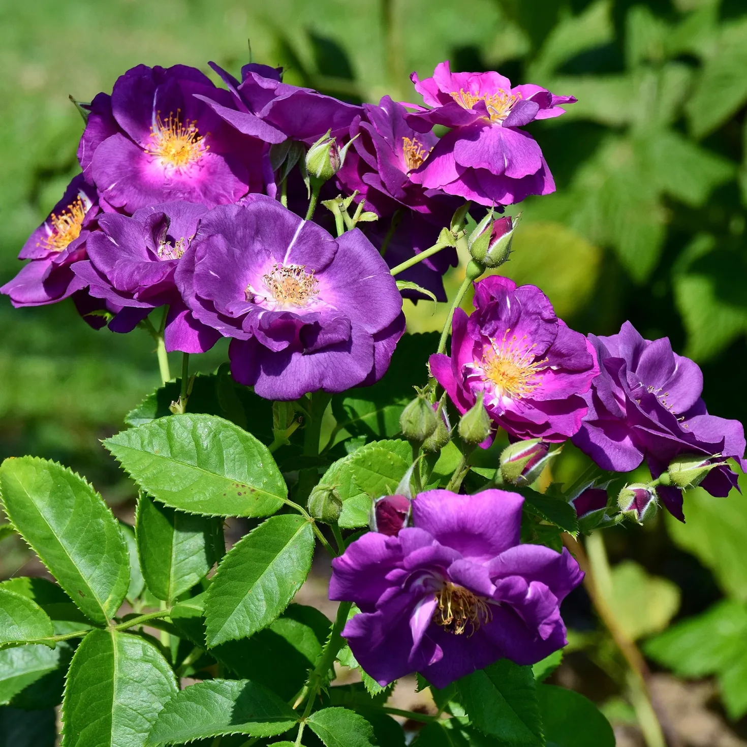 Beetrose ‘Rhapsody in Blue’® - Fast blaue Rose im Beet