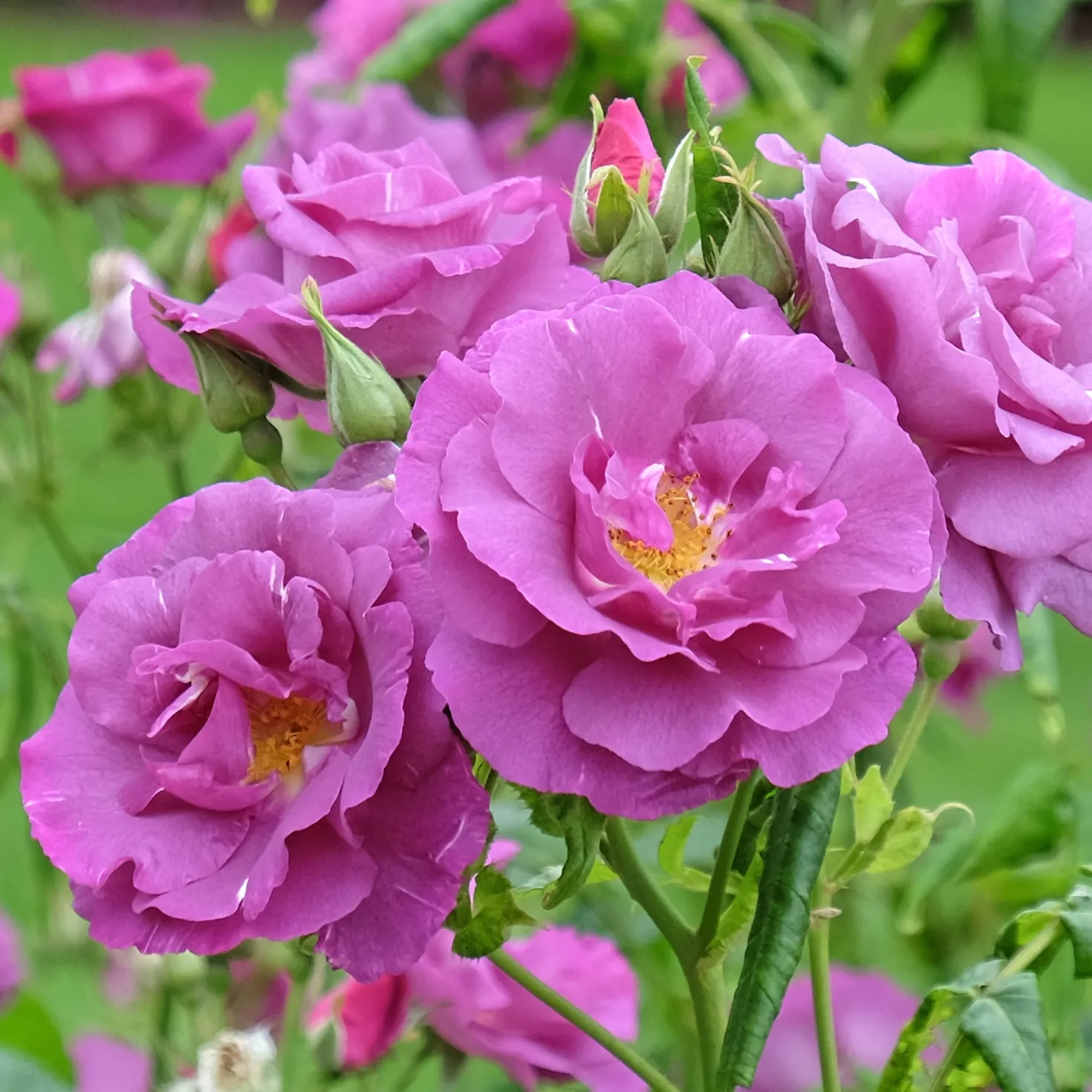 Beetrose ‘Rhapsody in Blue’® - Fast blaue Rose im Beet