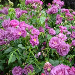 Beetrose ‘Rhapsody in Blue’® - Fast blaue Rose im Beet