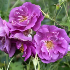 Beetrose ‘Rhapsody in Blue’® - Fast blaue Rose im Beet