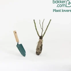 Beetrose ‘Souvenir de Baden-Baden®’ - Duftrosen ohne Mühe