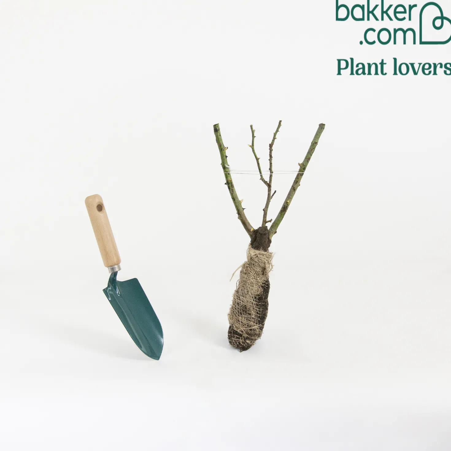 Beetrose ‘Souvenir de Baden-Baden®’ - Duftrosen ohne Mühe