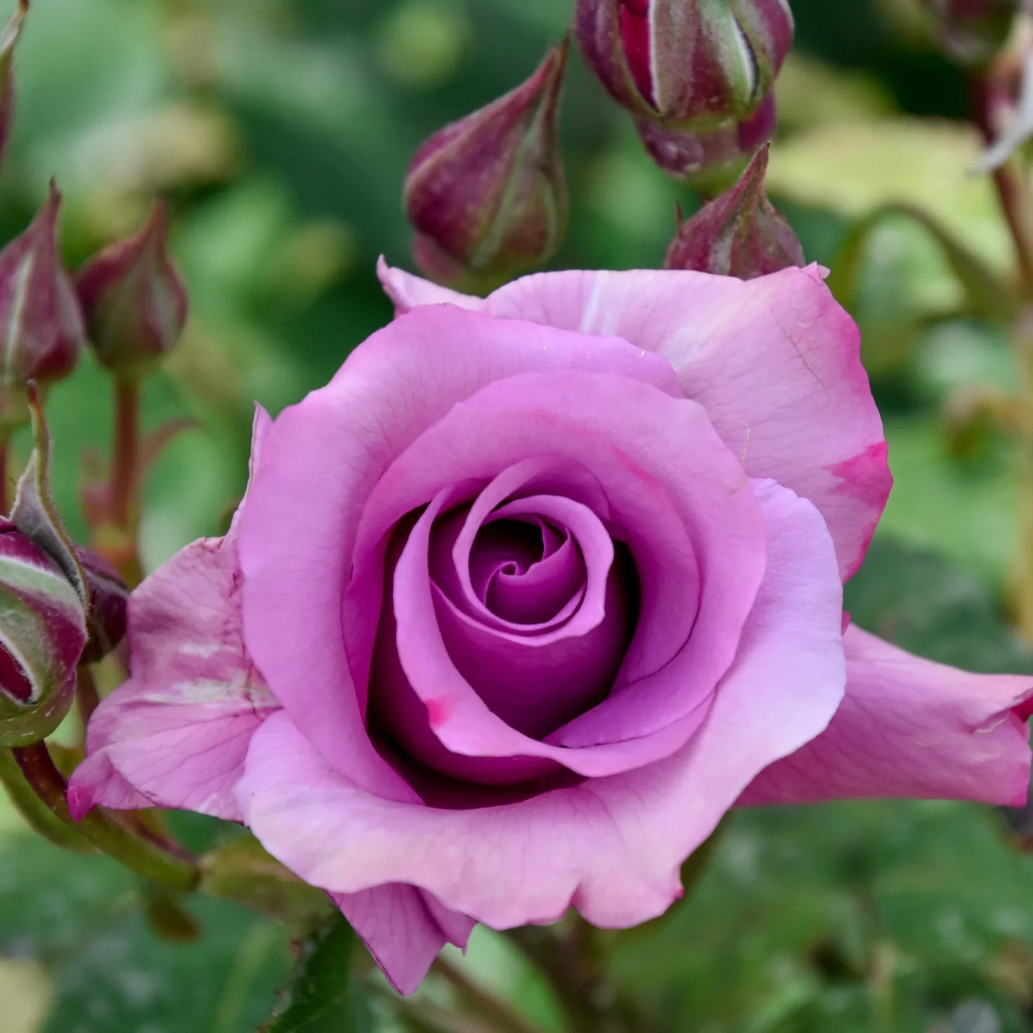 Beetrose violett - Violette Blüten den ganzen Sommer