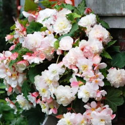 Begonie 'Angelique' (x5) - Duft und Blüten den ganzen Sommer