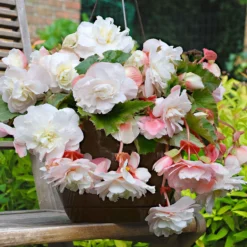 Begonie 'Angelique' (x5) - Duft und Blüten den ganzen Sommer