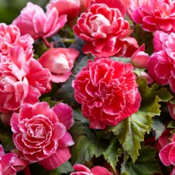 Begonie 'Camelia' (x5) - Üppige Blüten den ganzen Sommer