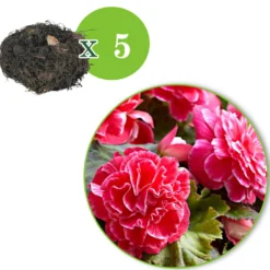 Begonie 'Camelia' (x5) - Üppige Blüten den ganzen Sommer