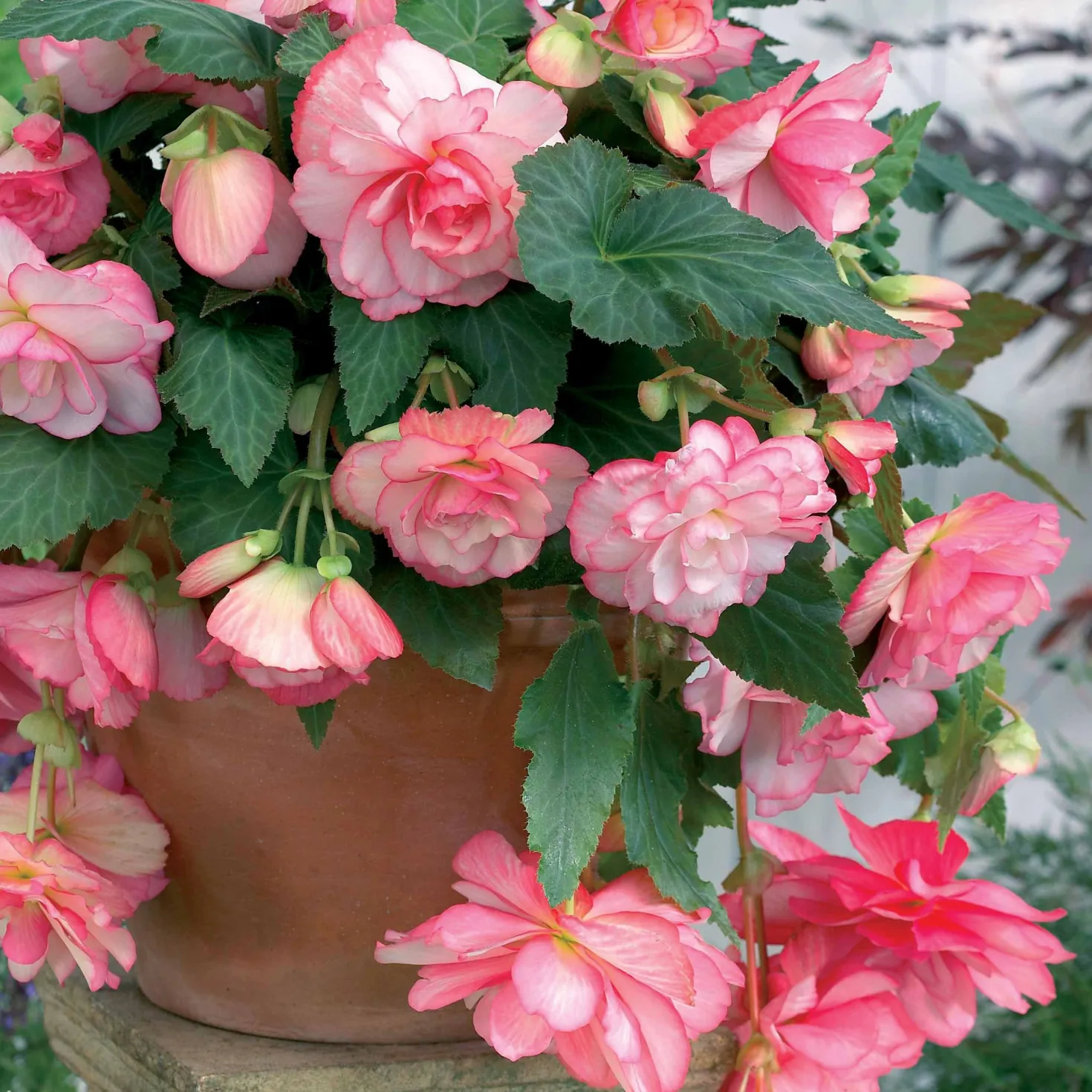 Begonie 'Cascade Florence' (x3) - Blütenkaskade den ganzen Sommer
