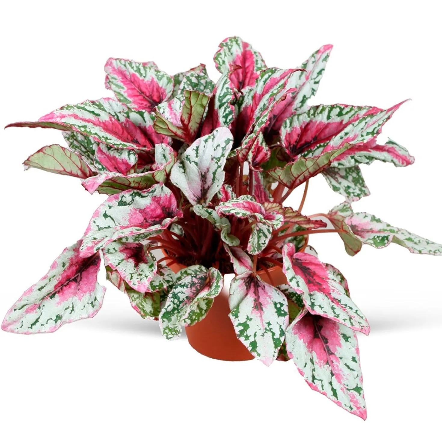 Begonie ‘Maui Sunset’ (Begonia) - Blätter wie ein Sonnenuntergang