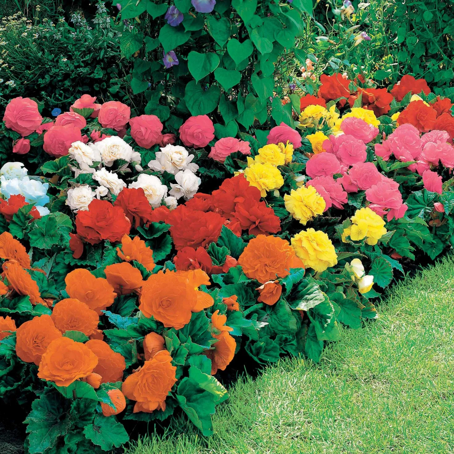 Begonien Mischung Non Stop (gelb, rot, rosa, weiß) (x16) - Blüten den ganzen Sommer