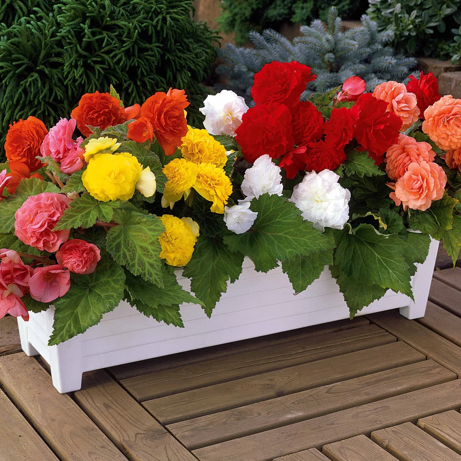 Begonien Mischung Non Stop (gelb, rot, rosa, weiß) (x16) - Blüten den ganzen Sommer