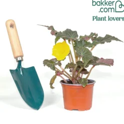 Begonie Non Stop Mocca - Blüten von Juni bis Oktober