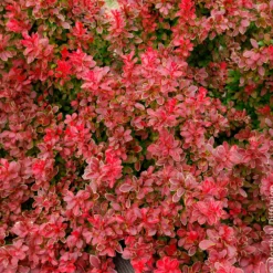Berberitze Admiration - Rotes Laub, goldener Rand