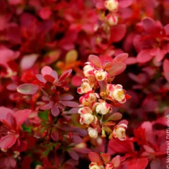 Berberitze Admiration - Rotes Laub, goldener Rand