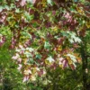 Bergahorn 'Atropurpureum' - Blätter mit rotem Geheimnis
