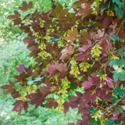 Bergahorn 'Atropurpureum' - Blätter mit rotem Geheimnis