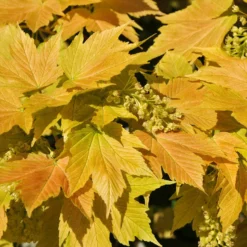 Berg-Ahorn ‘Brilliantissimum’ - Frühlingsfarbe zum Staunen