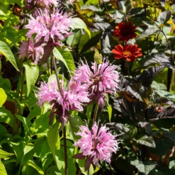 Bergamotte-Pflanze 'Beauty of Cobham' - Duftende Blüten für Bienen