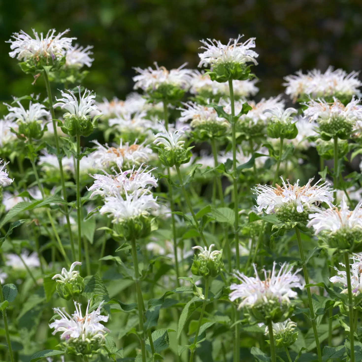 Bergamotte-Pflanze 'Schneewittchen' - Weiße Blüten, echter Bienenmagnet