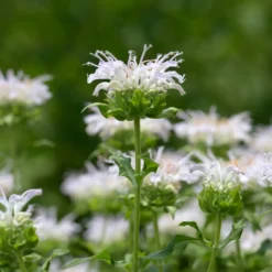Bergamotte-Pflanze 'Schneewittchen' - Weiße Blüten, echter Bienenmagnet