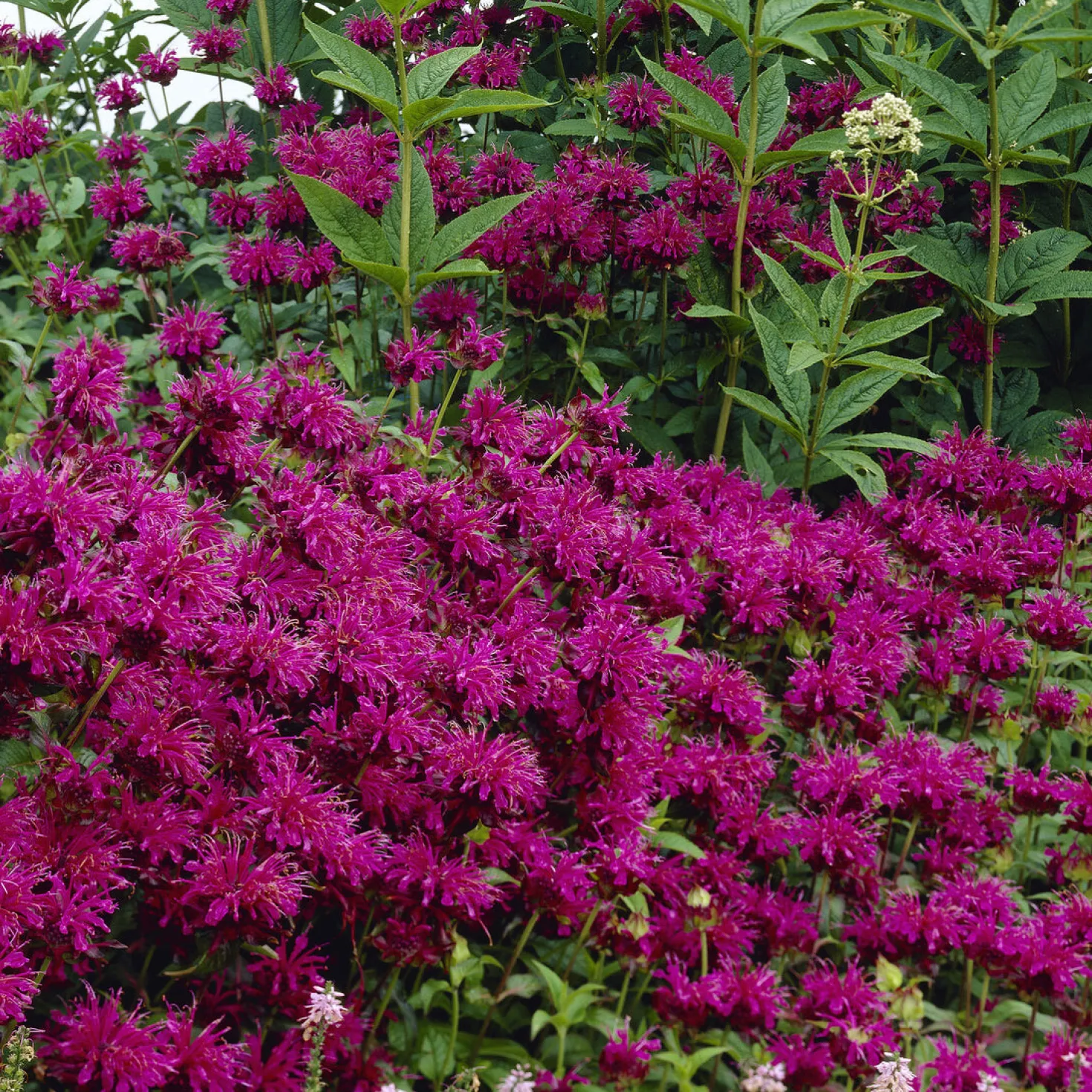 Bergamotte-Pflanze 'Skorpion' - Duft, Farbe und Bienen