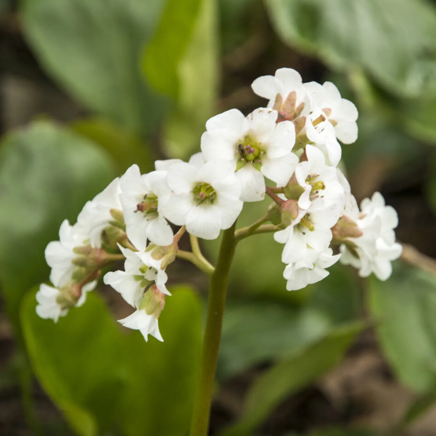 Bergenie ‘Bressingham White’ - Weiße Blüten im Vorfrühling