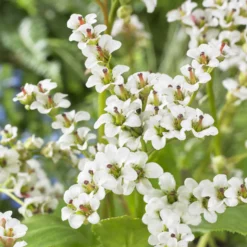 Bergenie ‘Bressingham White’ - Weiße Blüten im Vorfrühling