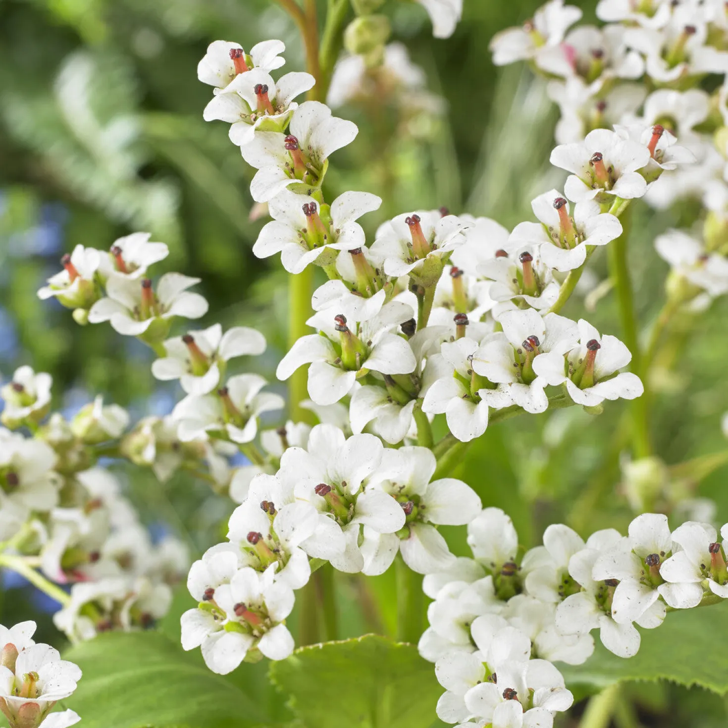Bergenie ‘Bressingham White’ - Weiße Blüten im Vorfrühling