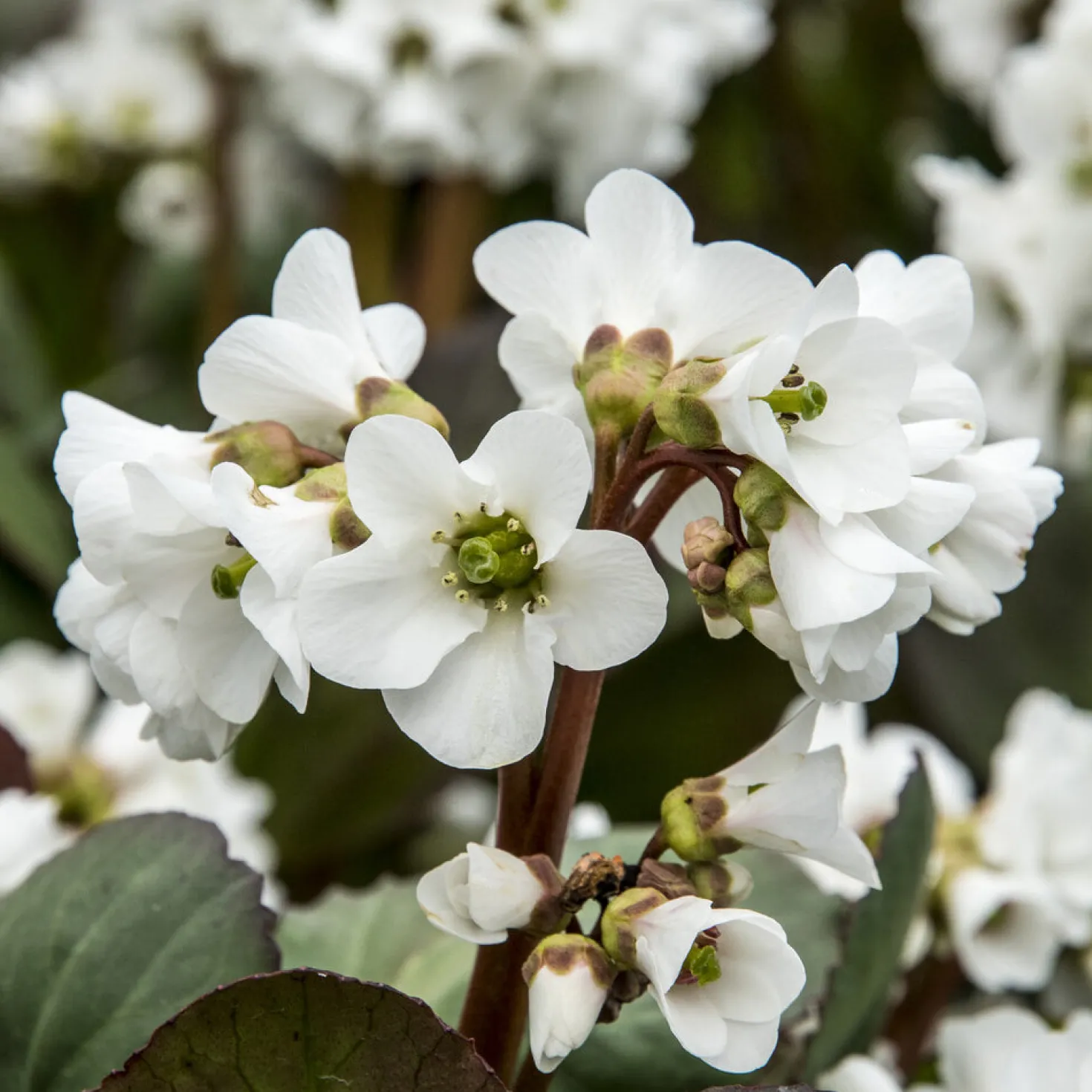 Bergenie ‘Bressingham White’ - Weiße Blüten im Vorfrühling