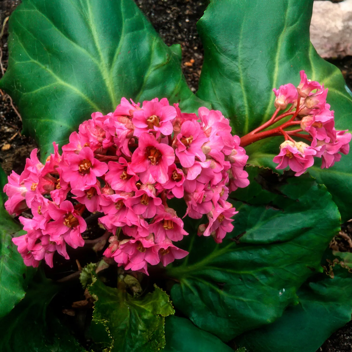 Bergenie Morgenröte - Rote Blüten im Frühjahr