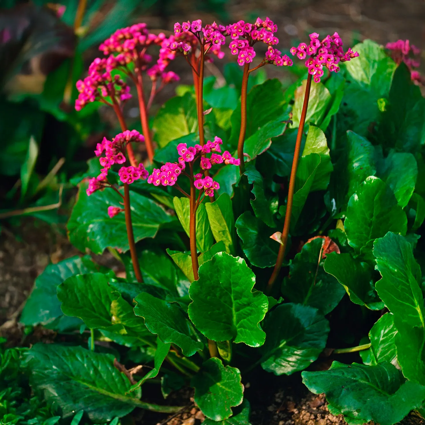 Bergenie Morgenröte - Rote Blüten im Frühjahr