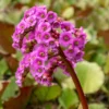 Bergenie purpur - Schattenplätze in Farbe getaucht