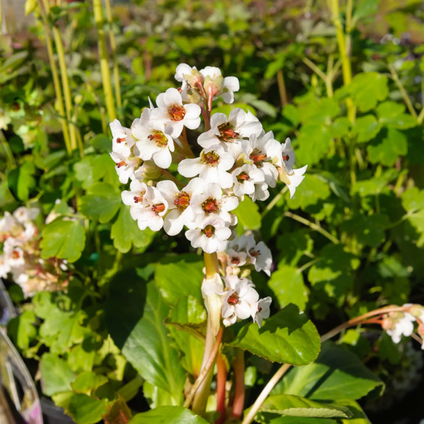 Bergenie ‘Silberlicht’ - Weiße Blüten schon im Februar