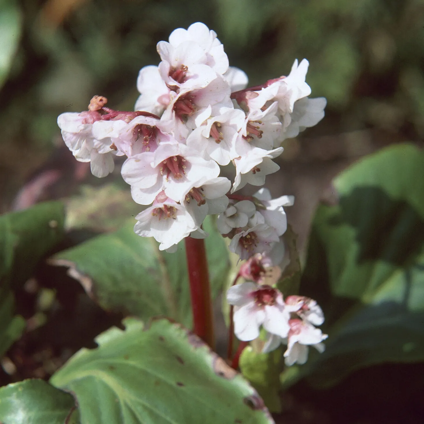 Bergenie ‘Silberlicht’ - Weiße Blüten schon im Februar