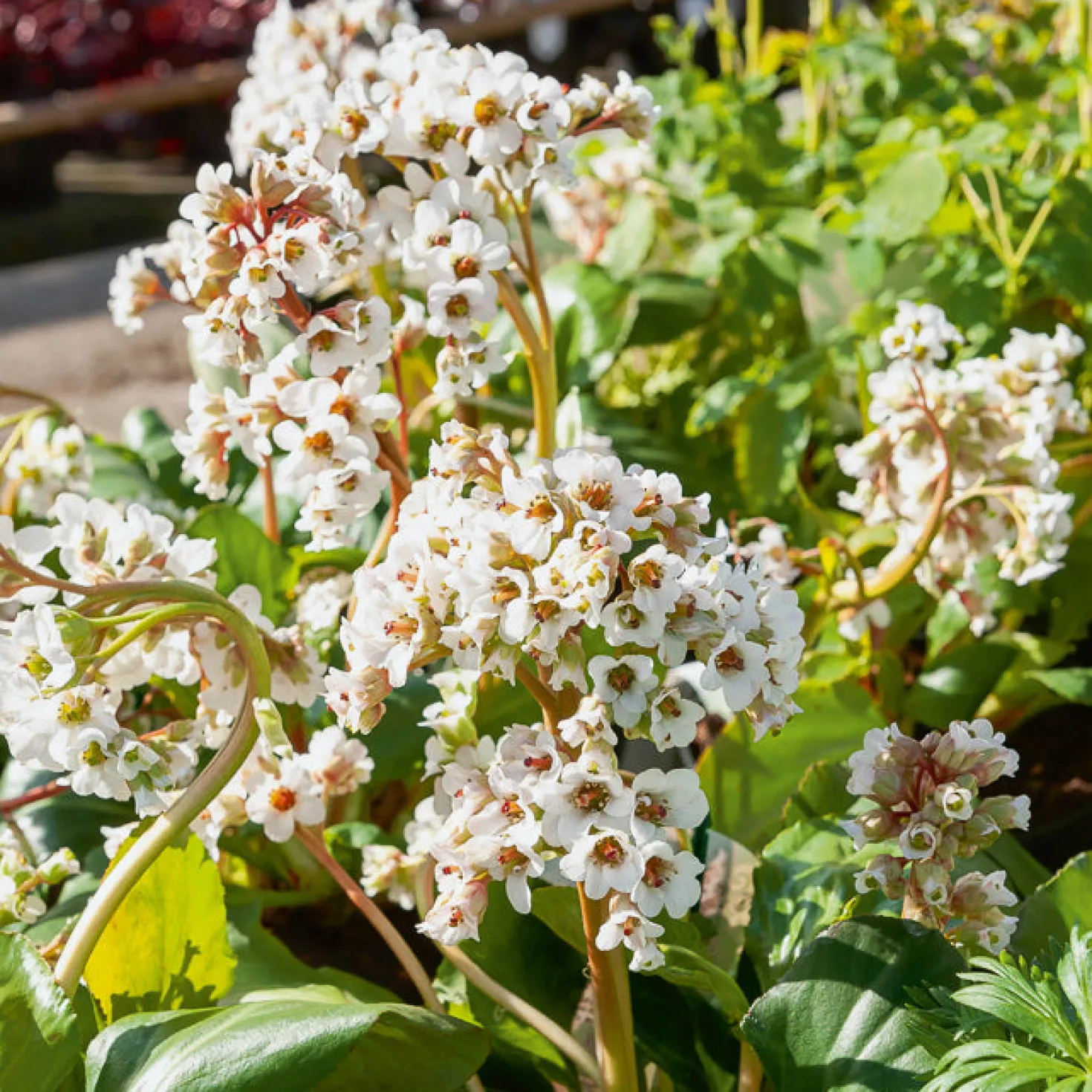 Bergenie ‘Silberlicht’ - Weiße Blüten schon im Februar