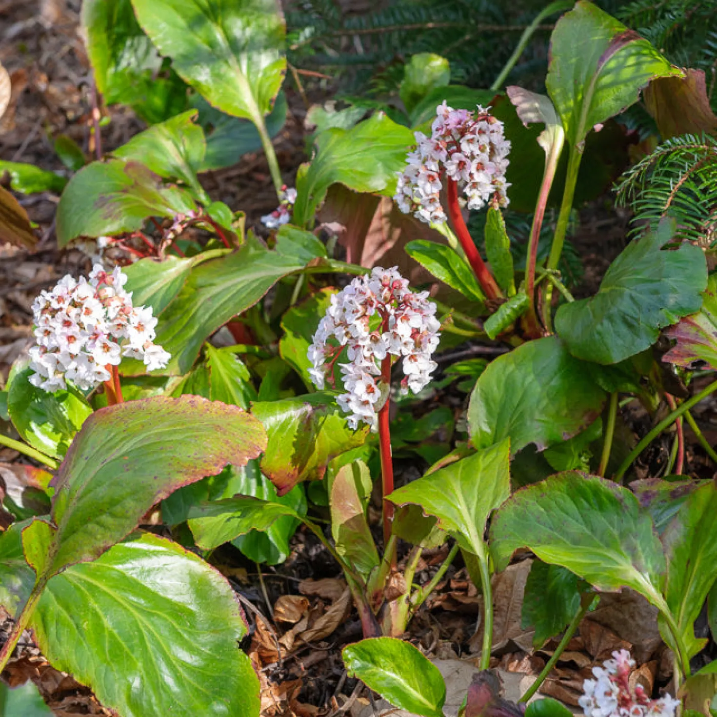 Bergenie ‘Silberlicht’ - Weiße Blüten schon im Februar