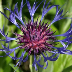 Berg-Flockenblume - Blaue Blüten ganz einfach