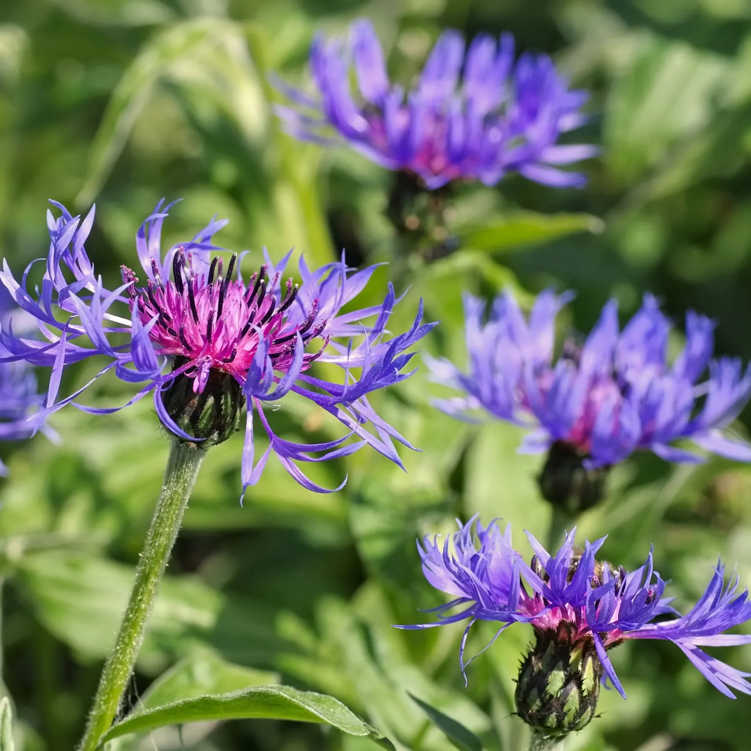 Berg-Flockenblume - Blaue Blüten ganz einfach