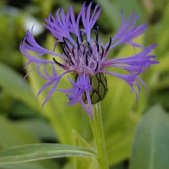 Berg-Flockenblume - Blaue Blüten ganz einfach