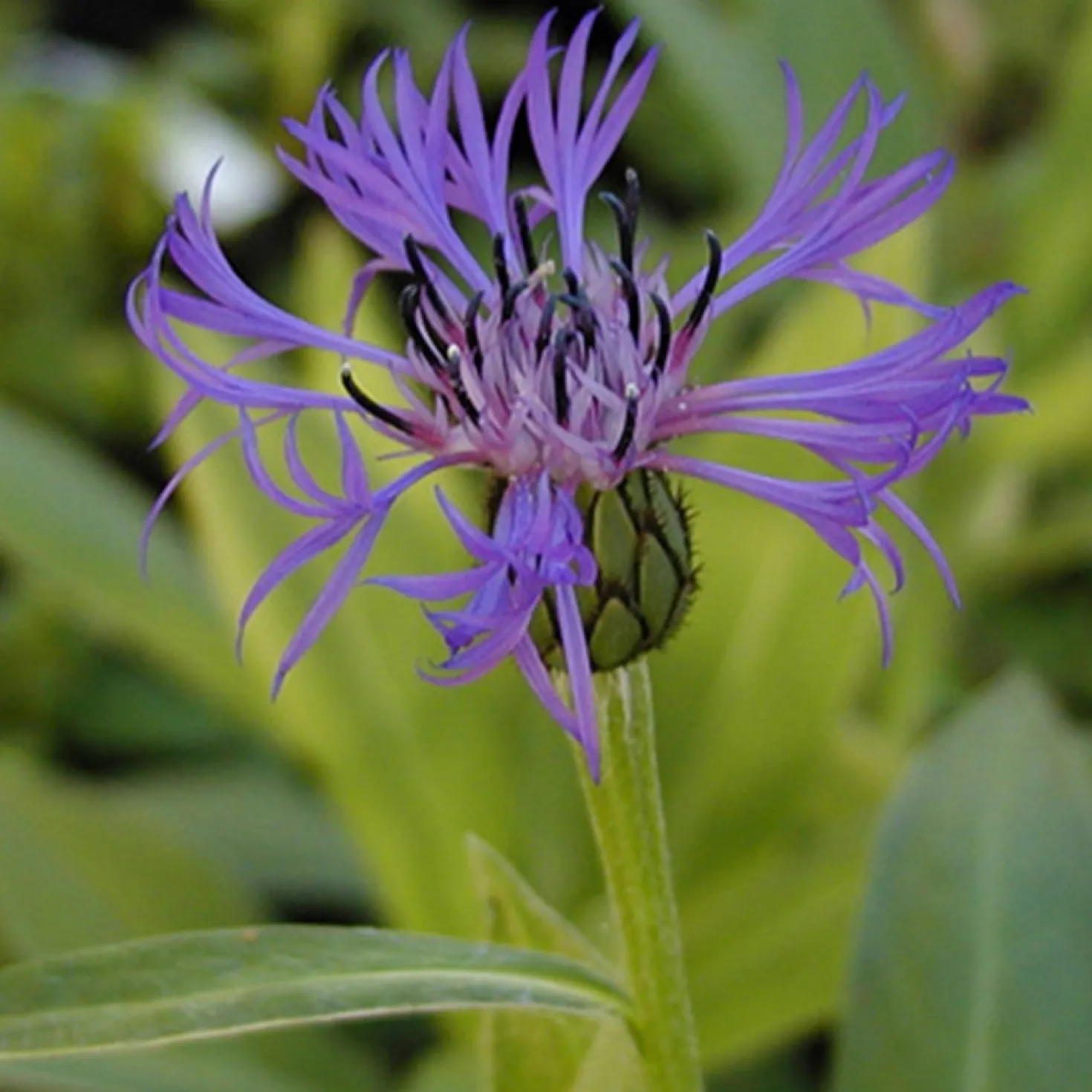 Berg-Flockenblume - Blaue Blüten ganz einfach