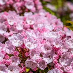 Berg-Lorbeer - Blüten wie kleine Kunstwerke