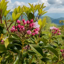 Berg-Lorbeer - Blüten wie kleine Kunstwerke