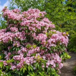 Berg-Lorbeer - Blüten wie kleine Kunstwerke