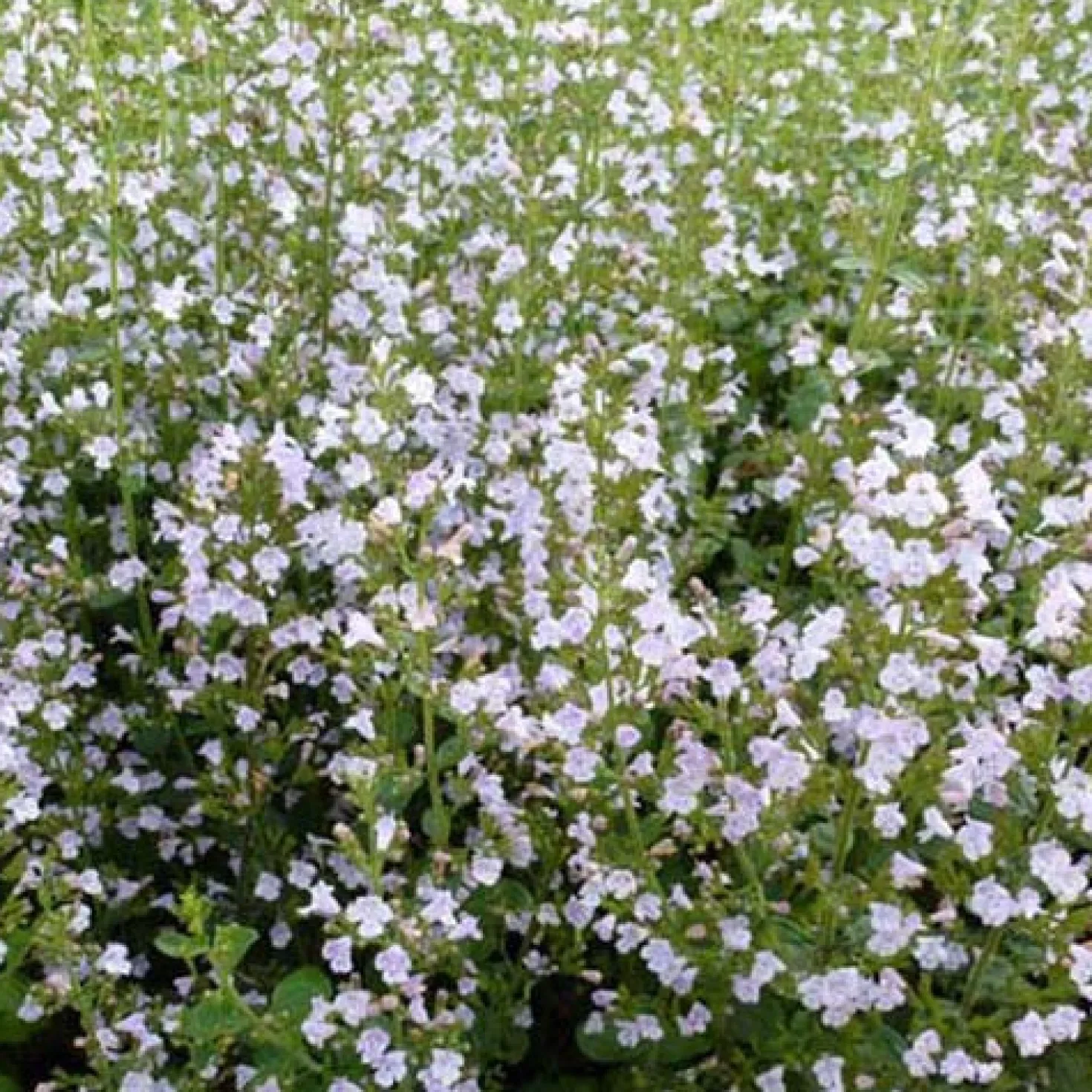 Bergminze - Wolke aus weißen Blüten