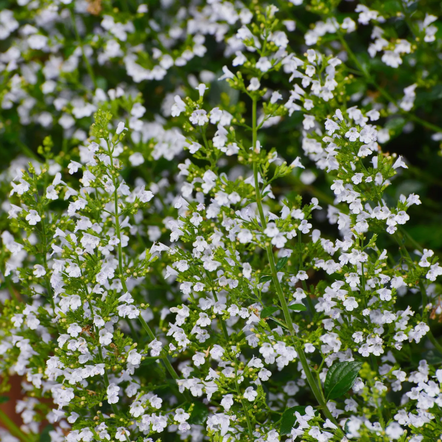 Bergminze - Wolke aus weißen Blüten
