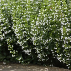 Bergminze - Wolke aus weißen Blüten