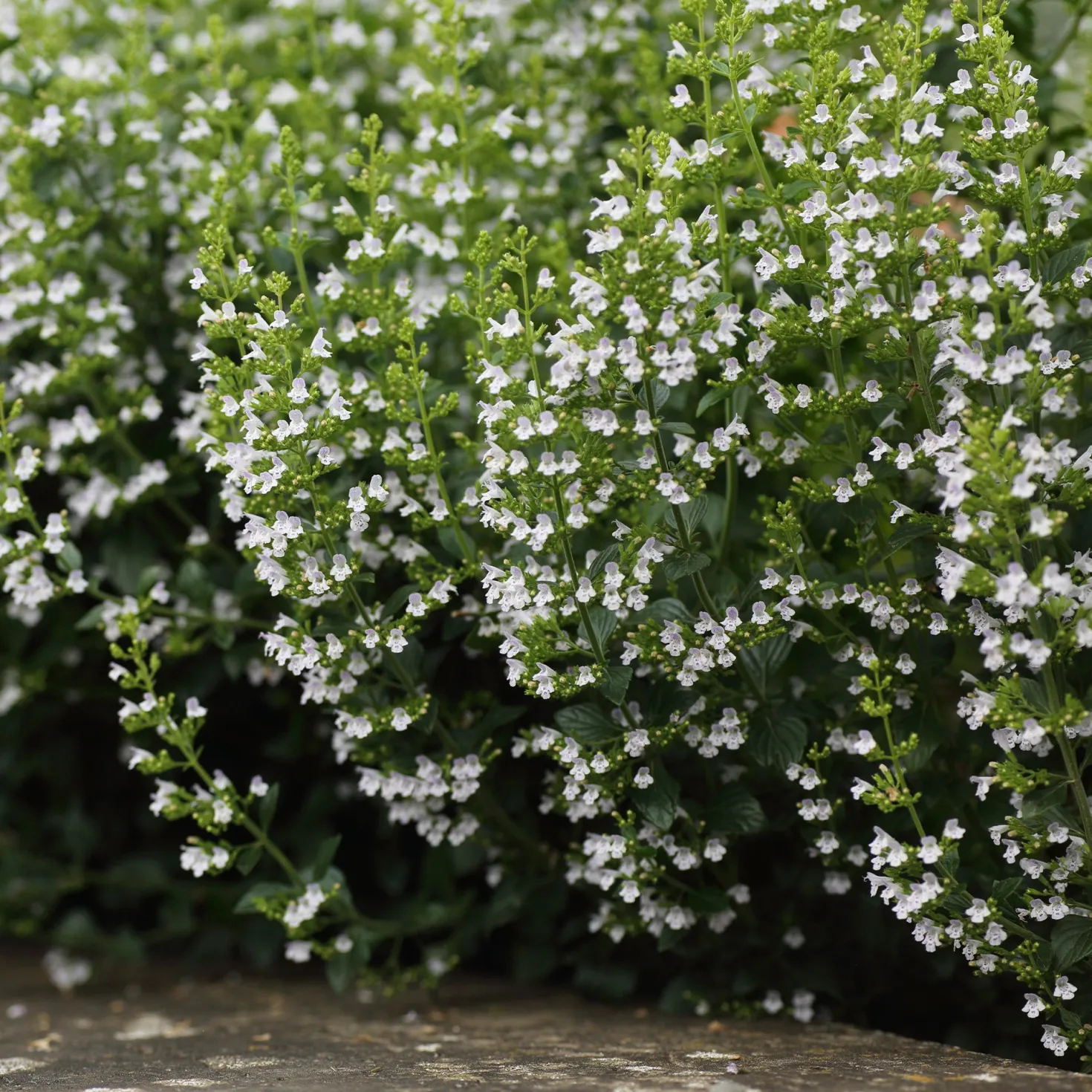 Bergminze - Wolke aus weißen Blüten