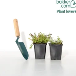 Berg-Sandkraut - Weißer Blütenteppich, ganz easy
