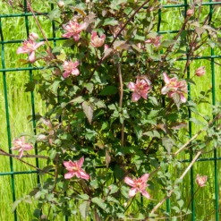 Berg-Waldrebe Broughton Star - Blütenwand in Rekordzeit