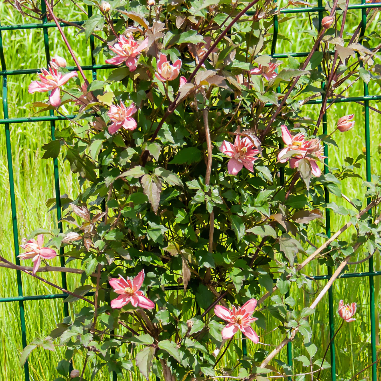 Berg-Waldrebe Broughton Star - Blütenwand in Rekordzeit